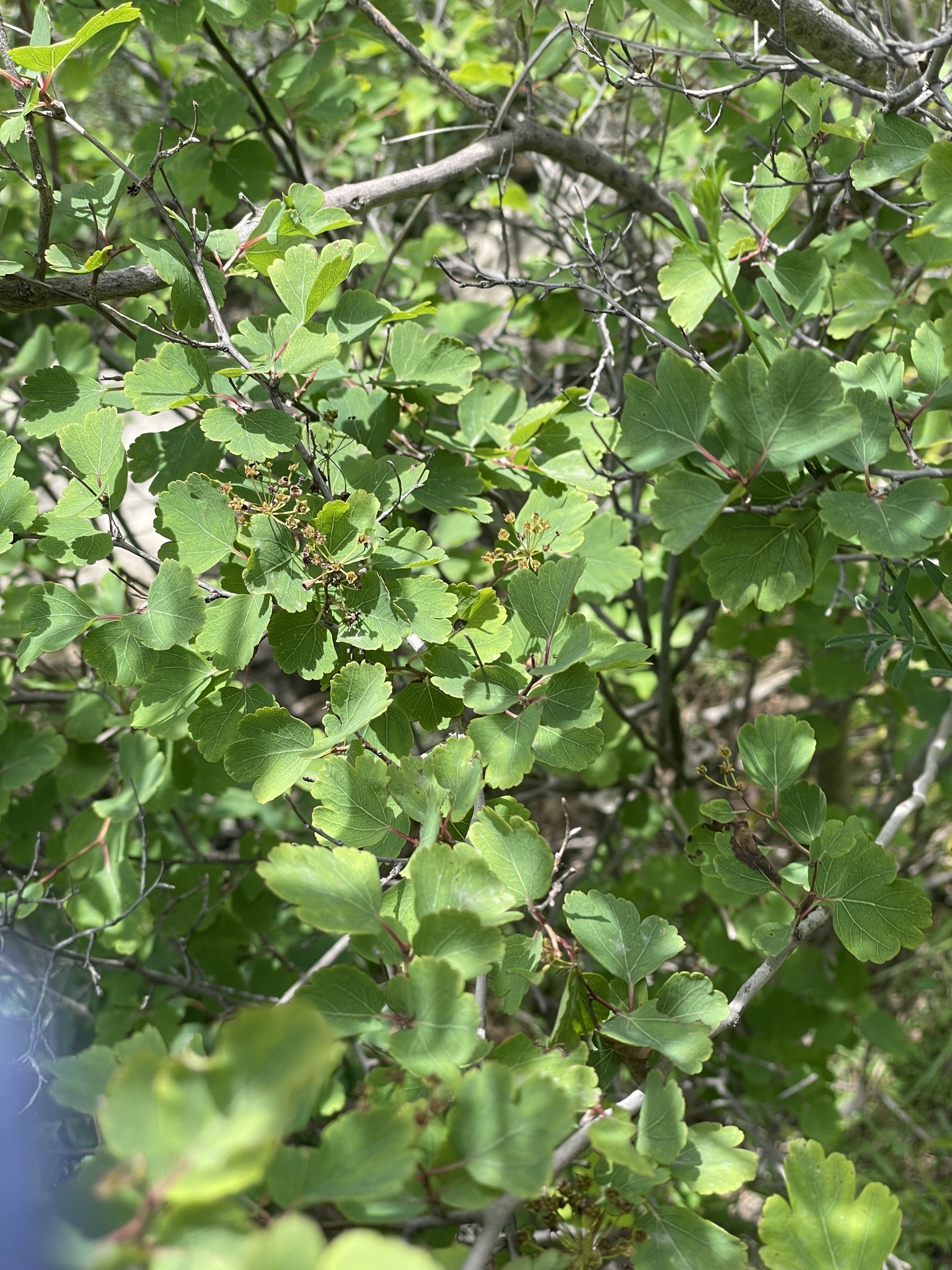 Foto van Dwergspirea