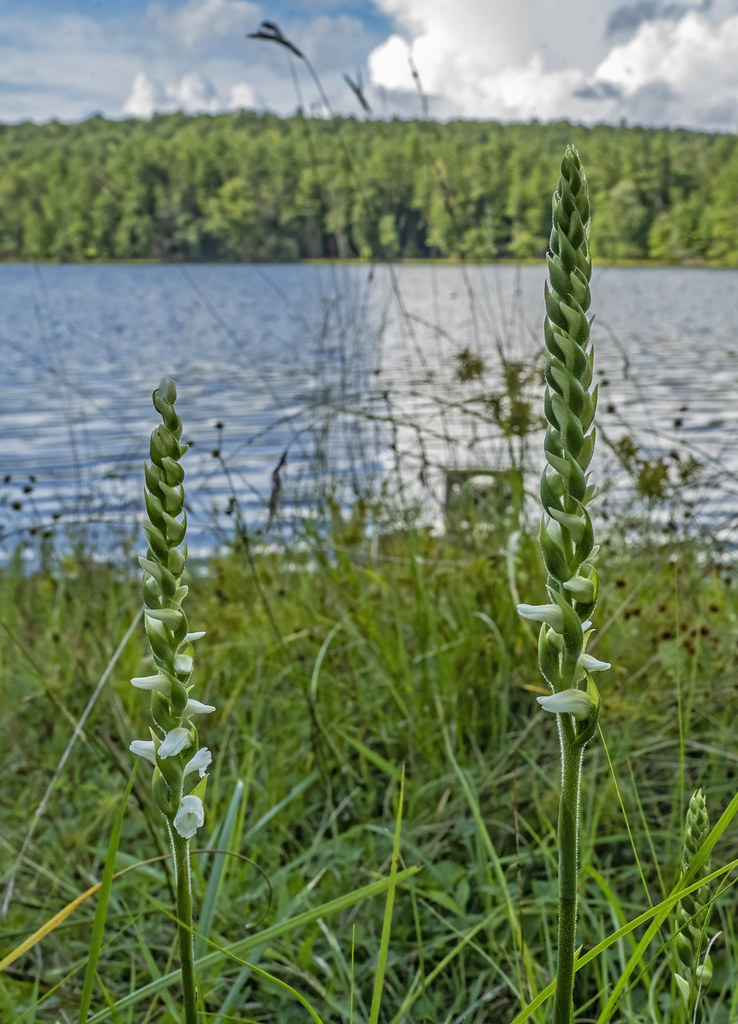 Foto van Knikkende schroeforchis