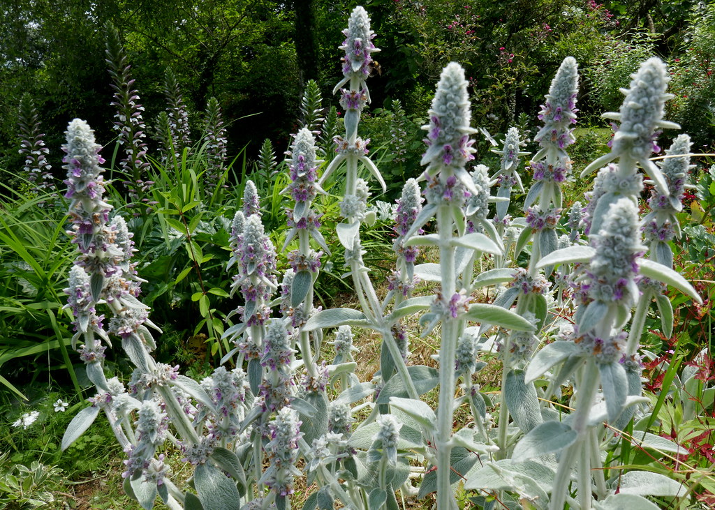 Foto van Wollige andoorn