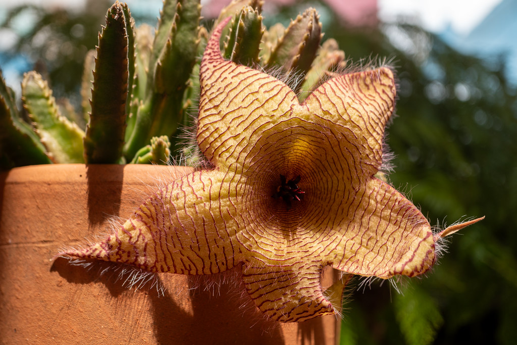 Foto van Reuzenaasbloem