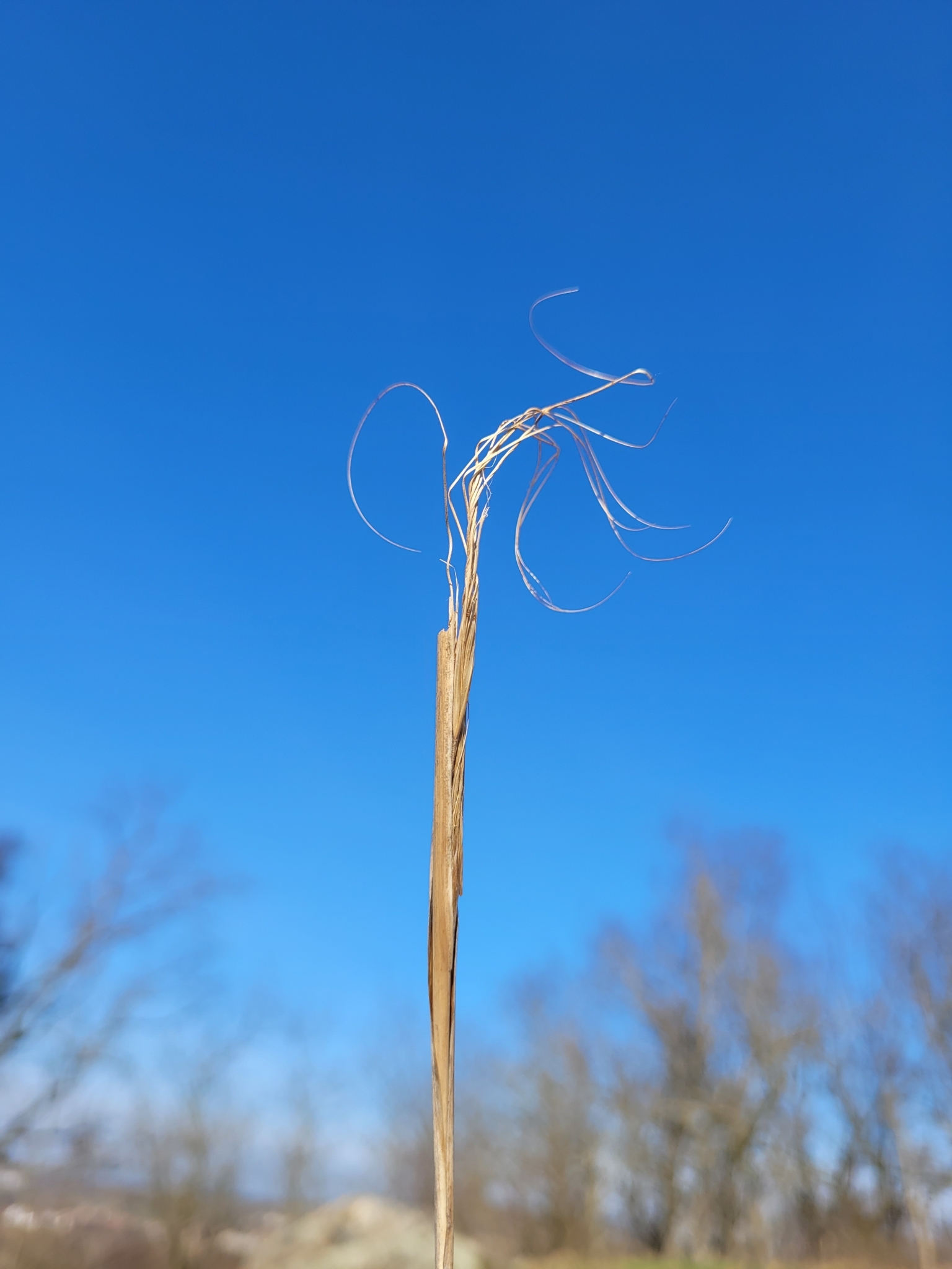 Foto van Dwergvedergras