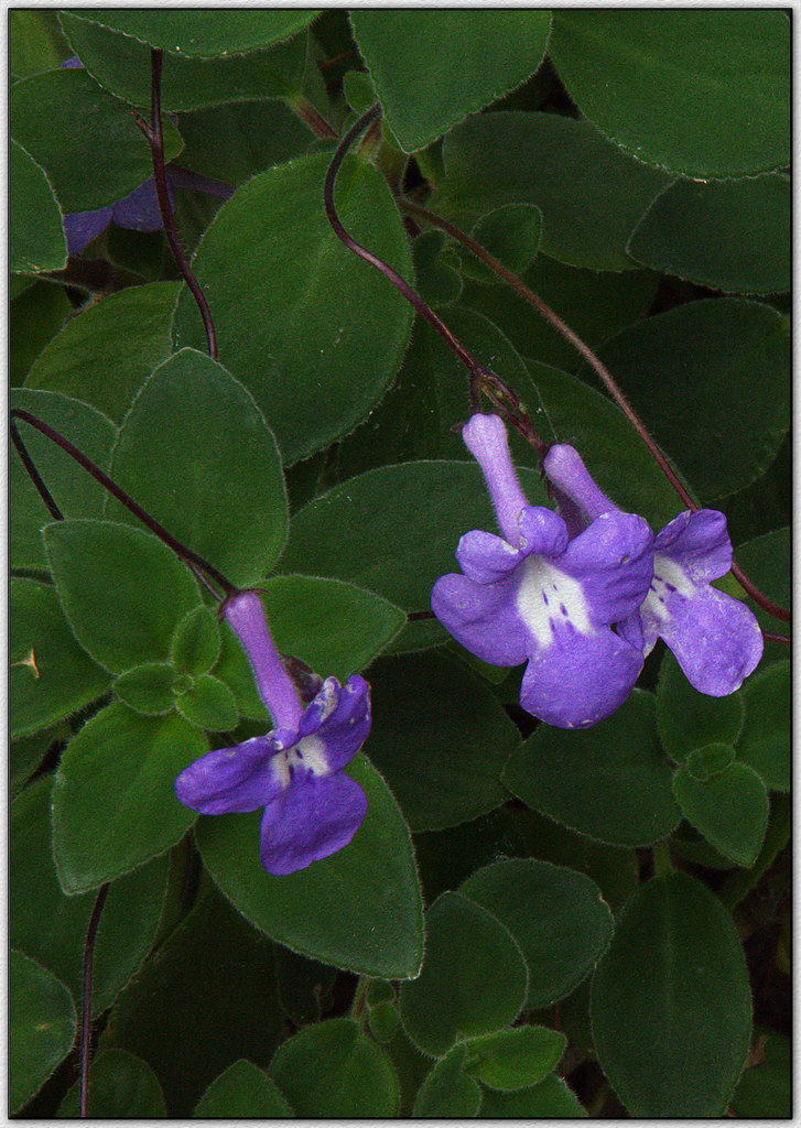 Foto van Kaapse primula