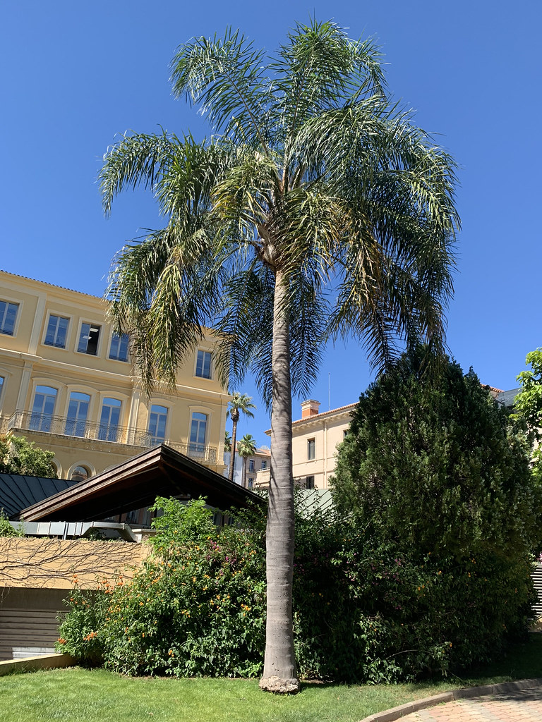 Foto van Koninginnepalm