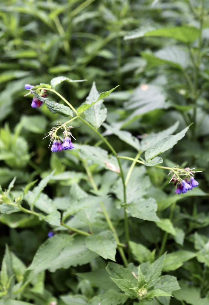 Foto van Kaukasische smeerwortel