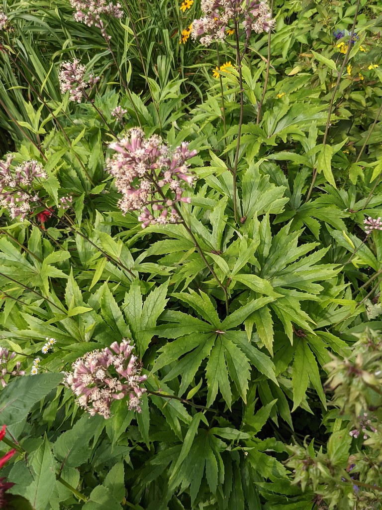 Foto van Gekartelde parapluplant