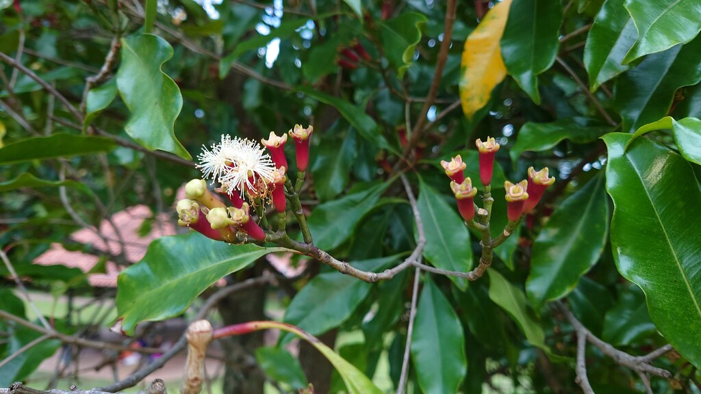 Foto van Kruidnagelboom