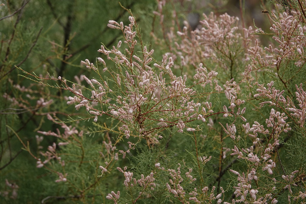 Foto van Franse tamarisk