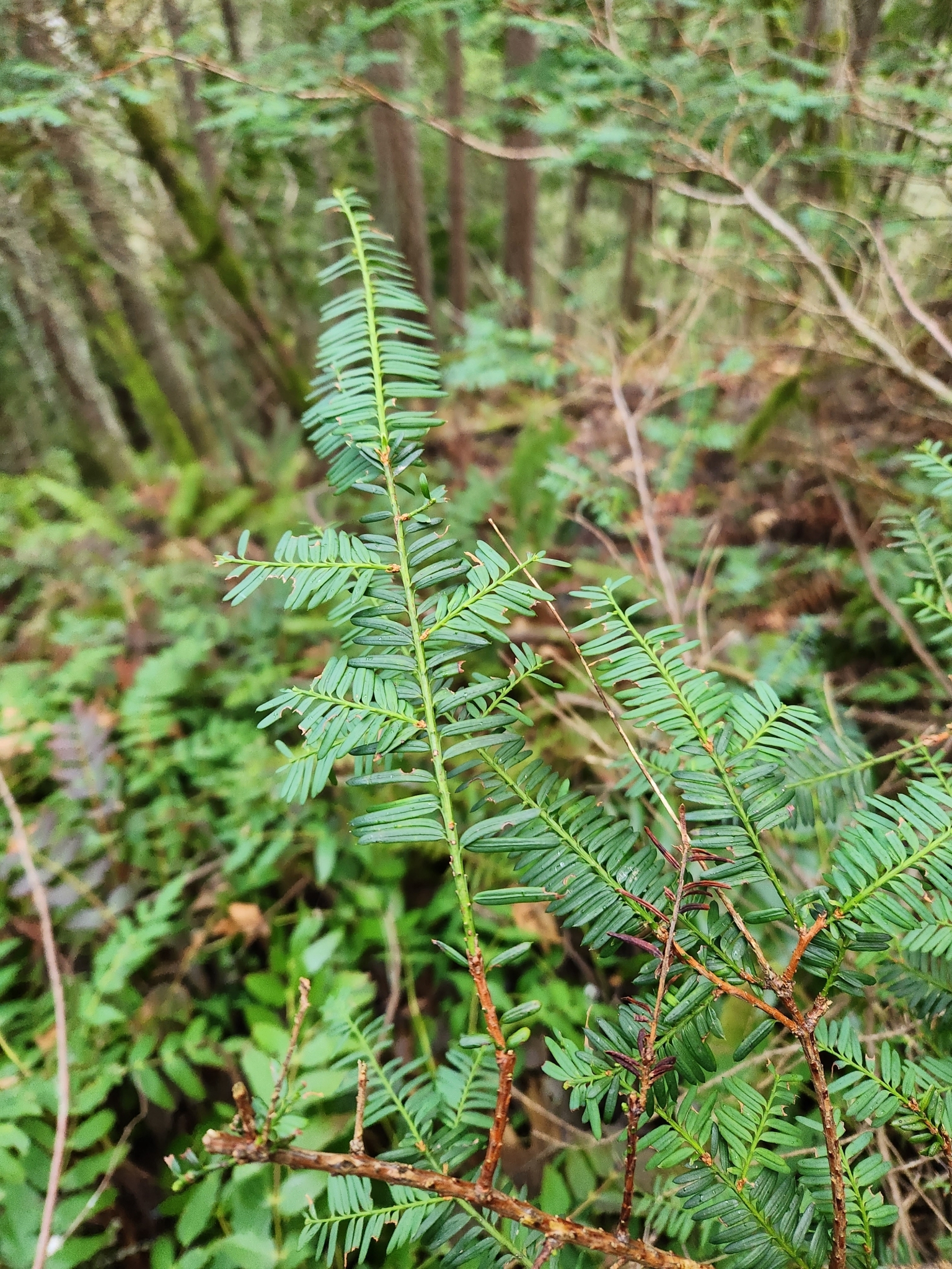 Foto van West-Amerikaanse taxus