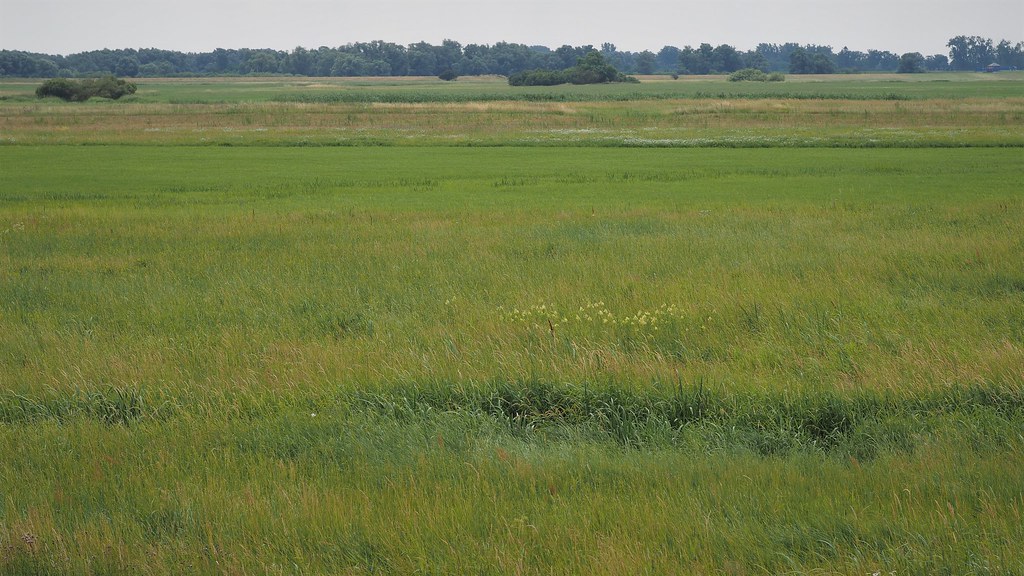 Foto van Poelruit