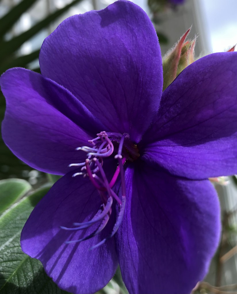 Foto van Spinnenbloem
