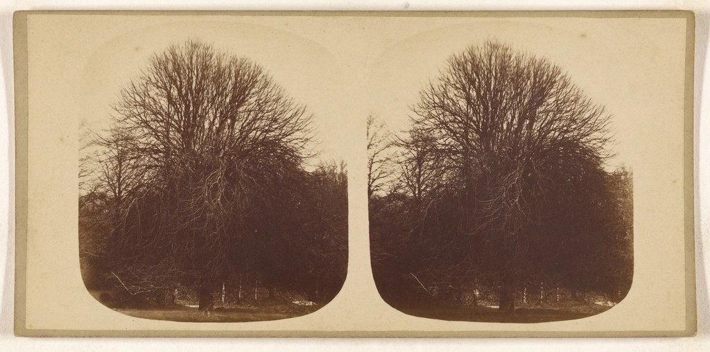 Foto van Hollandse linde