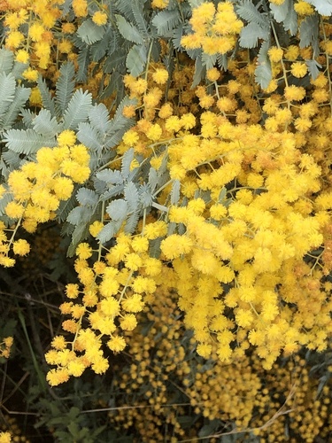 Foto van Baileys acacia