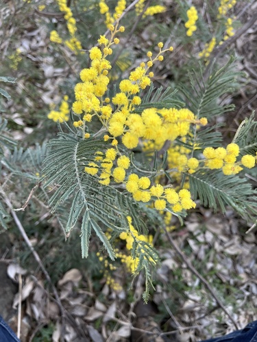 Foto van Zilveracacia