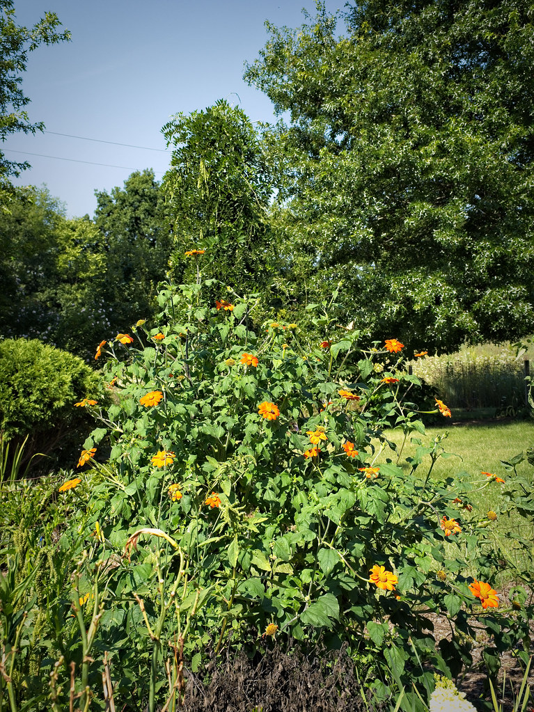 Foto van Mexicaanse zonnebloem