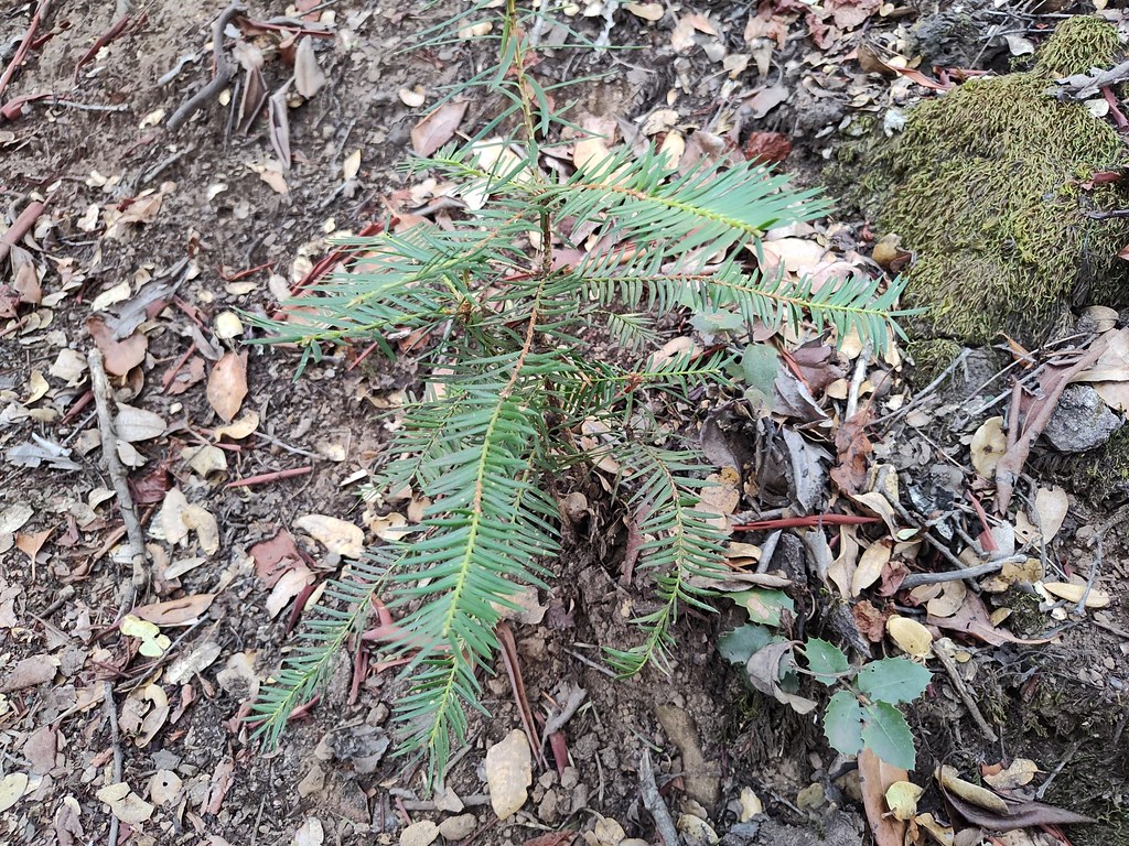 Foto van Californische torreya