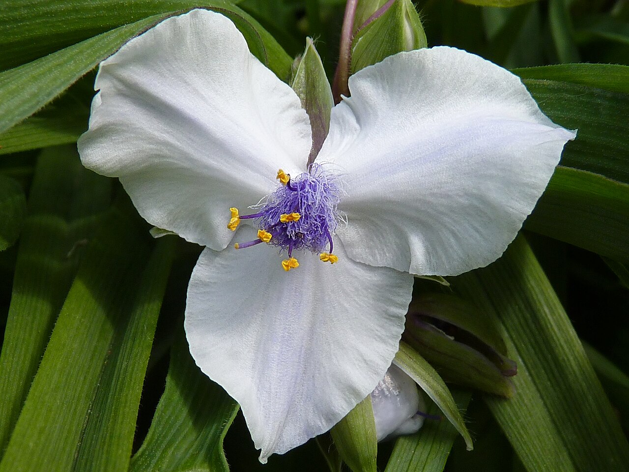 Foto van Eendagsbloem