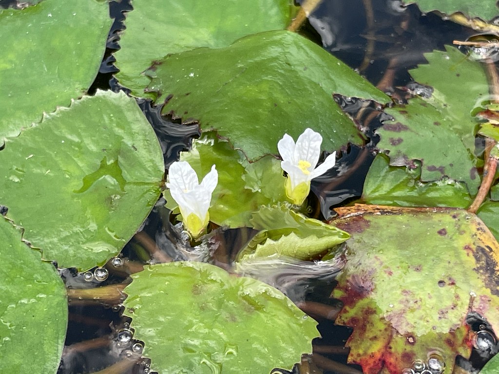 Foto van Waternoot