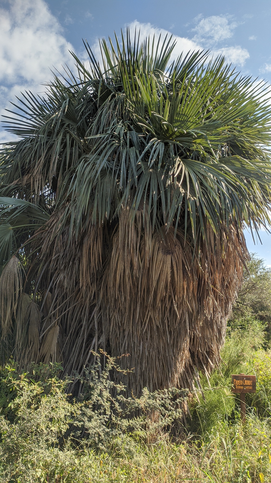 Foto van Blauwe dadelpalm