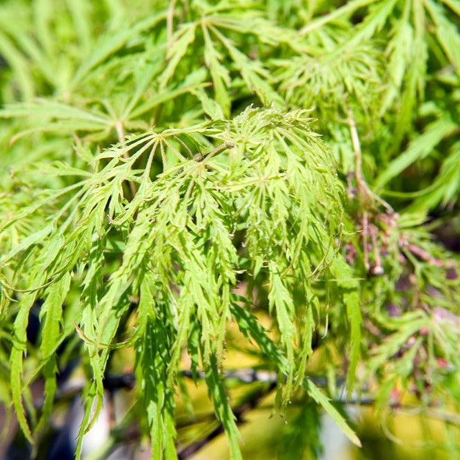 Foto van Japanse esdoorn ‘Green Hornet’