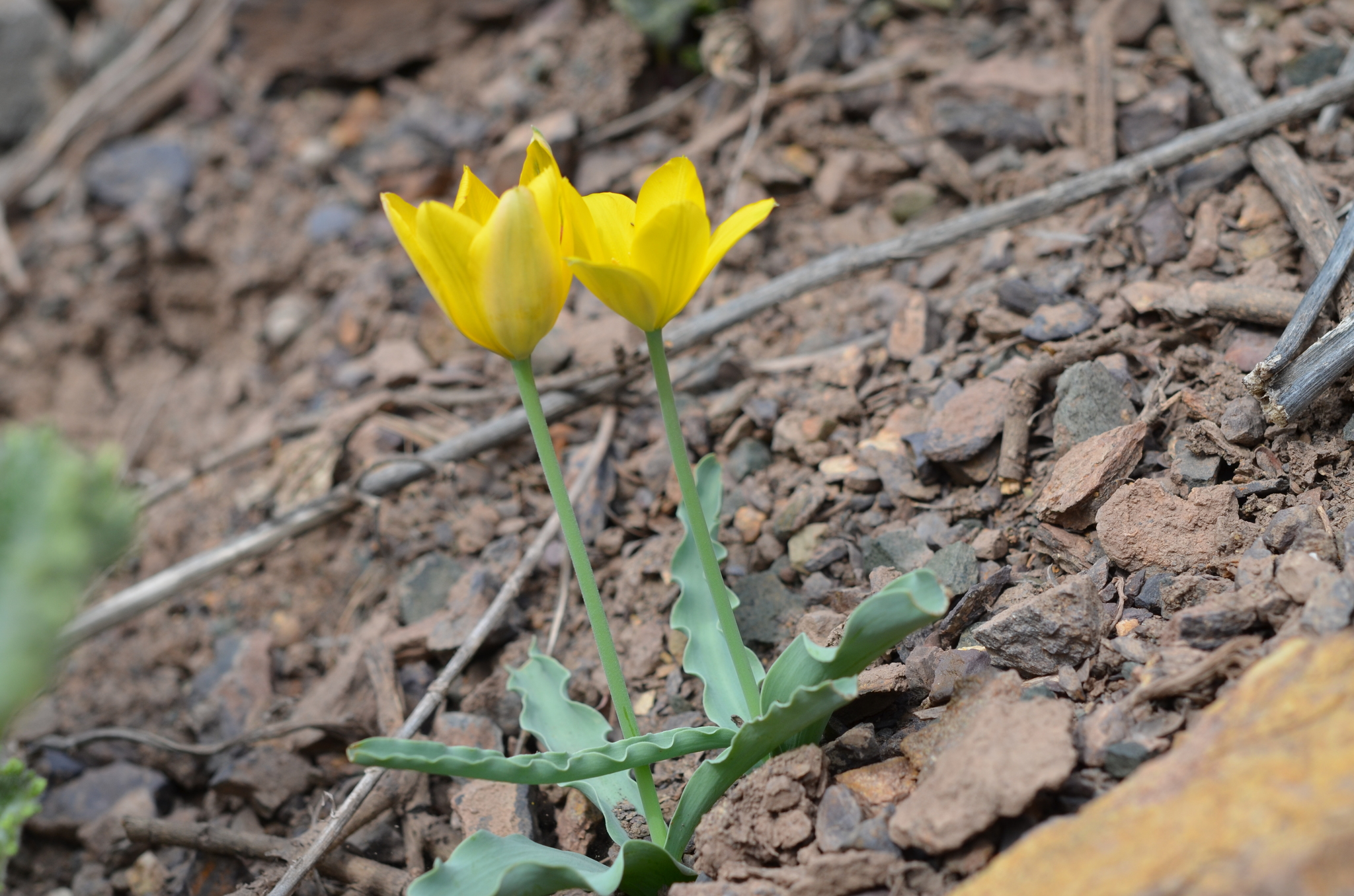 Foto van Fergana-tulp
