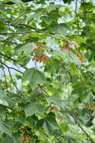 Foto van Blauwe esdoorn