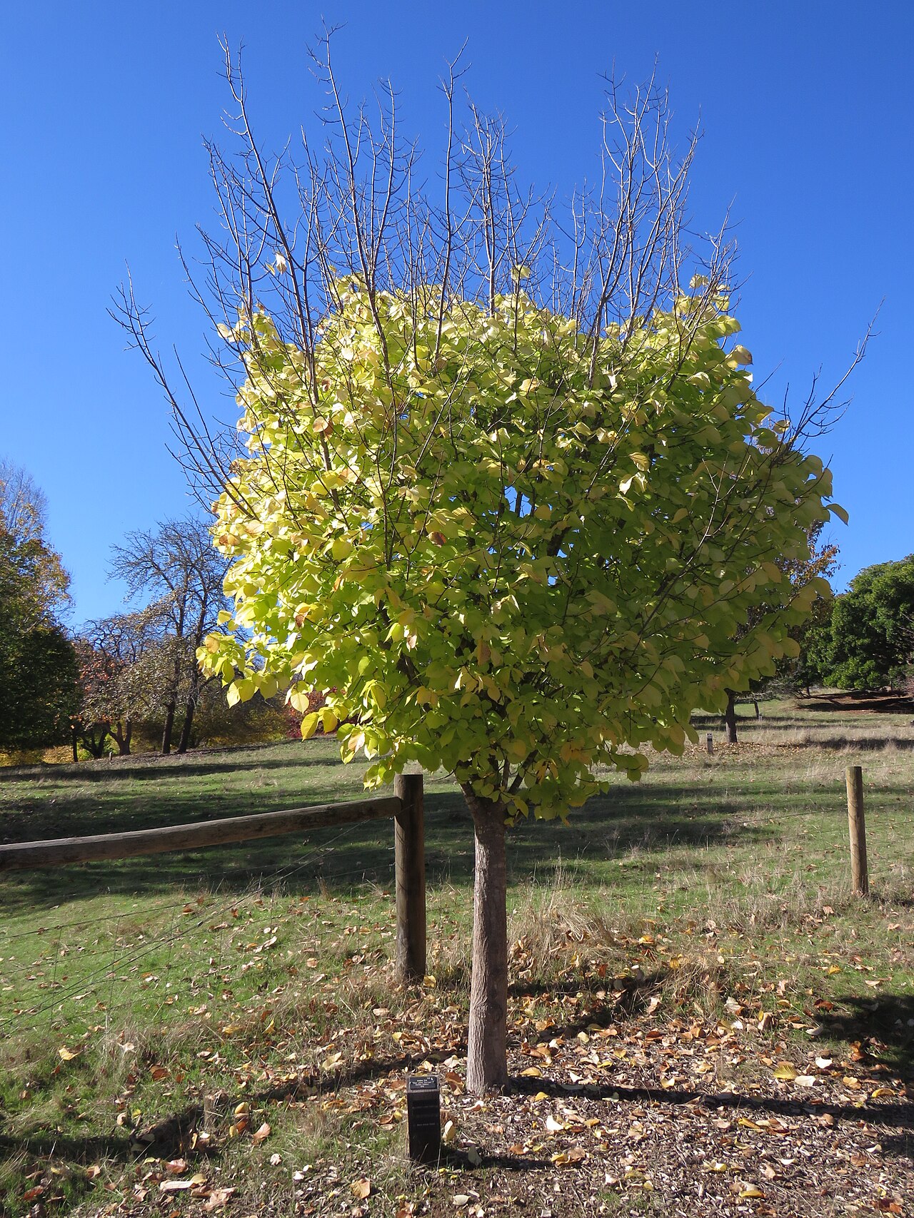 Foto van Gele bergiep ‘Lutescens’