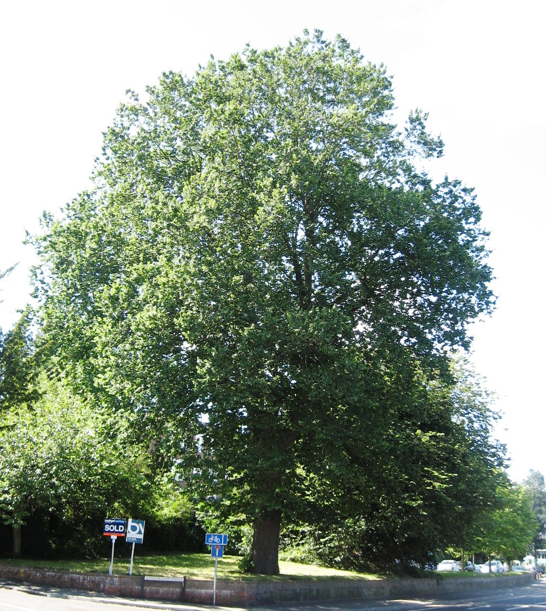 Foto van Hollandse iep