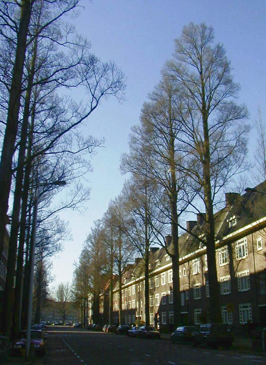 Foto van Monumentaal-iep ‘Sarniensis’