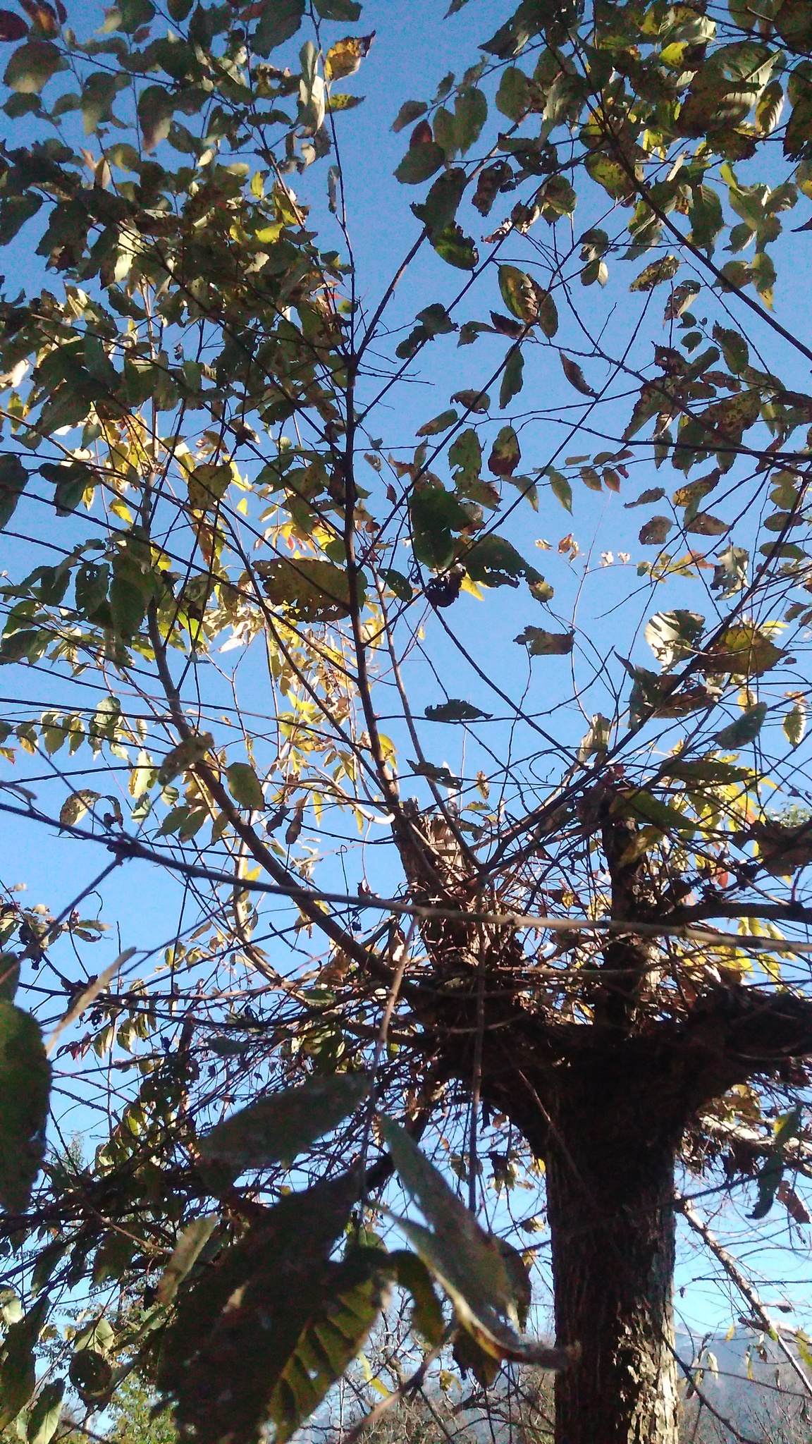 Foto van Himalaya-iep