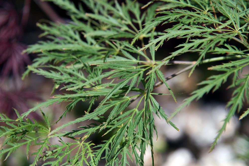 Foto van Groene Mist ‘Green Mist’