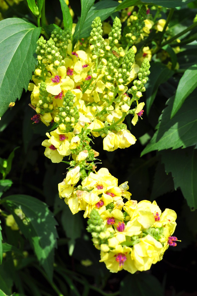 Foto van Oosterse toorts