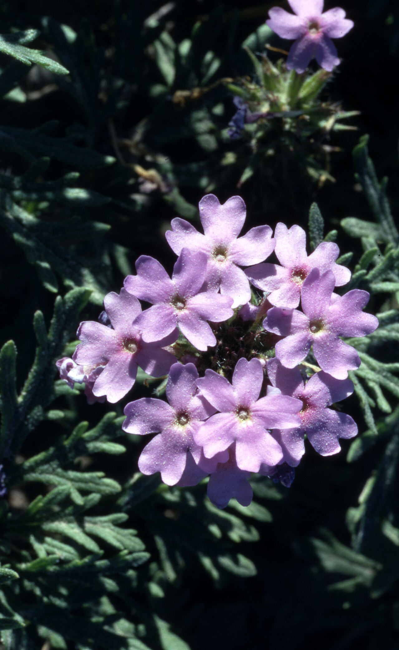 Foto van Prairieverbena