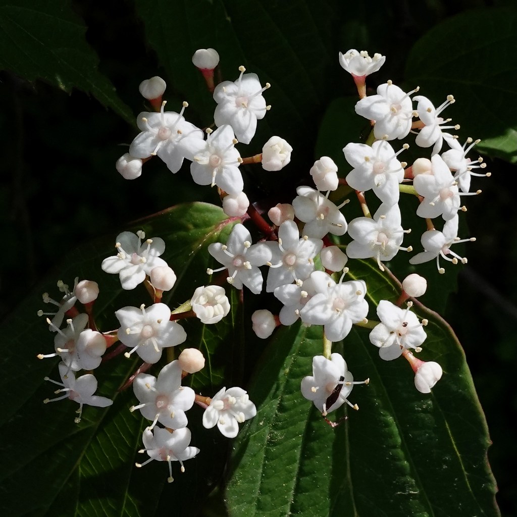 Foto van Theeviburnum