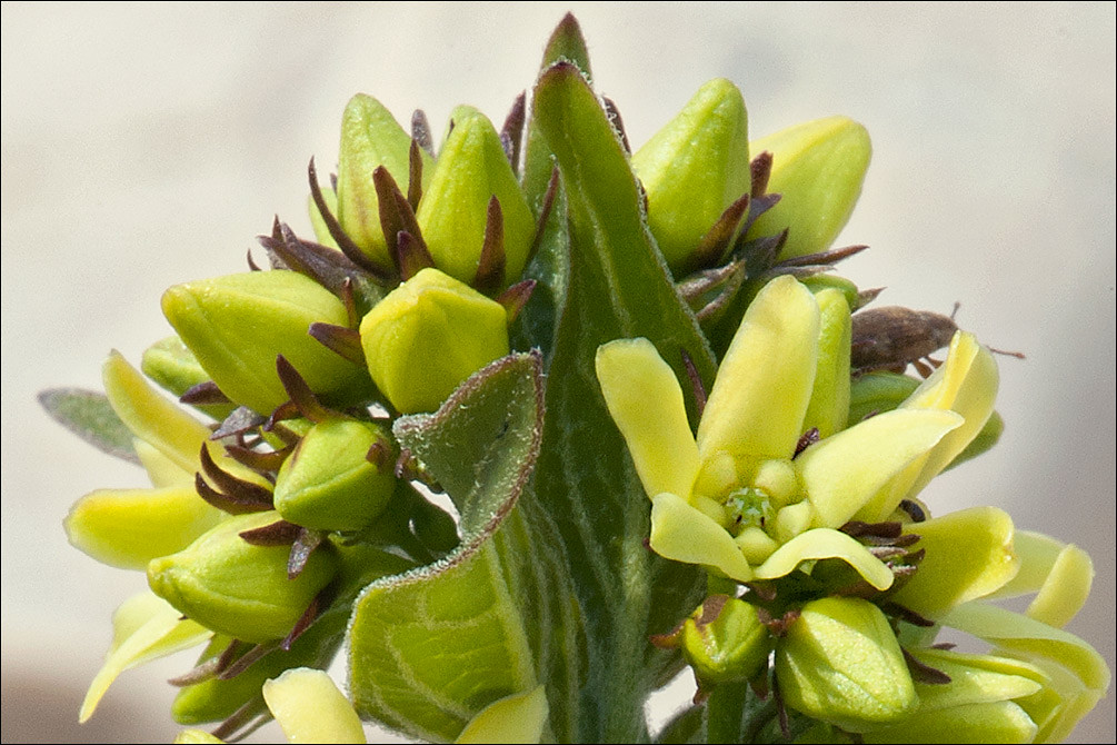 Foto van Witte engbloem