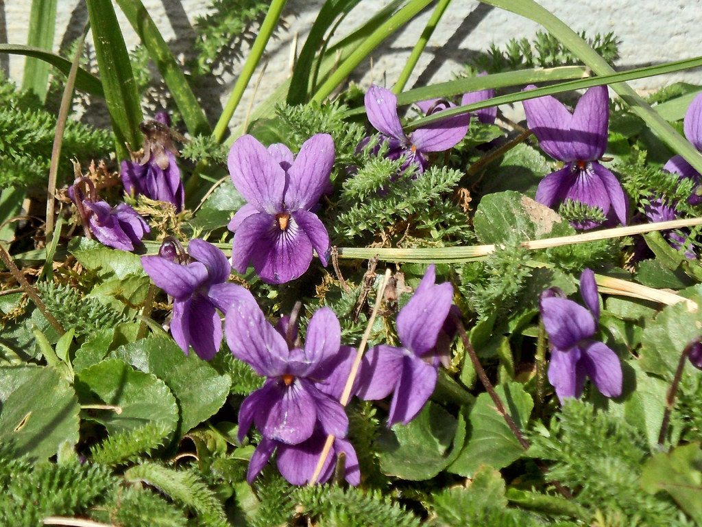 Foto van Maarts viooltje