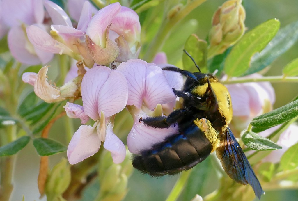 Foto van Keurboom