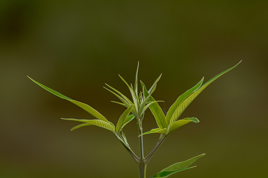 Foto van Chinese kuisheidsboom