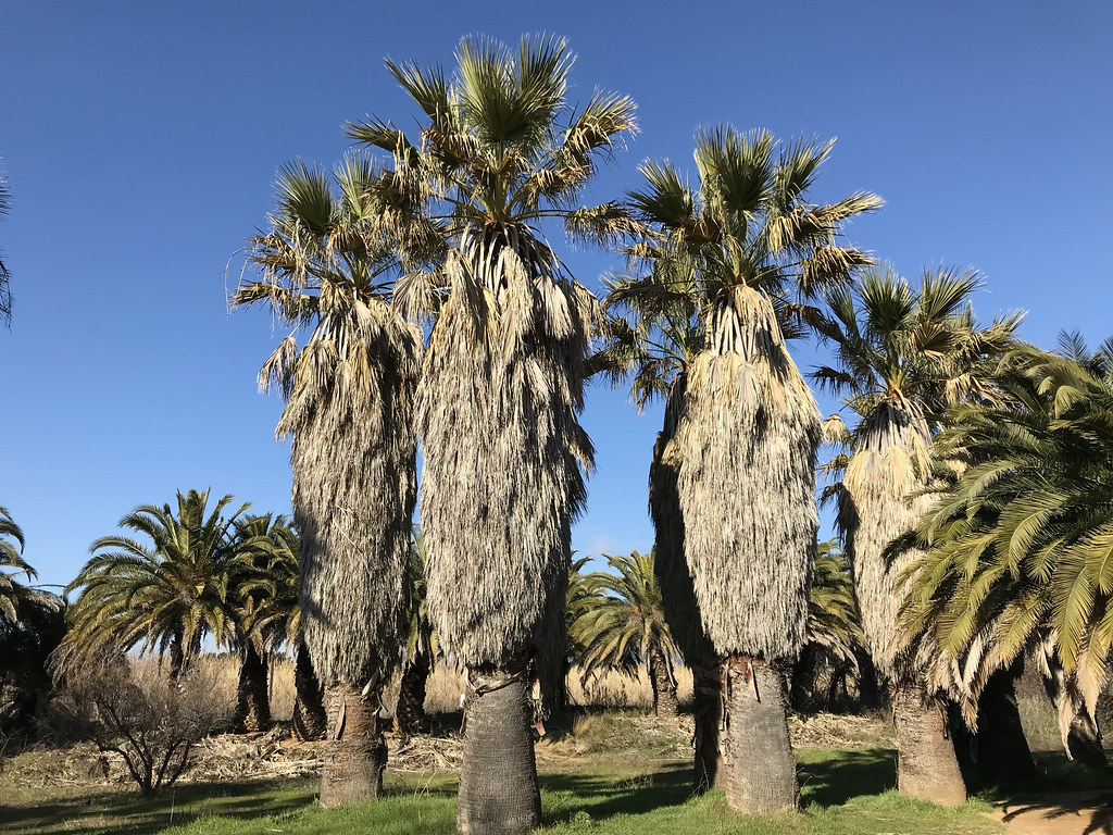Foto van Californische waaierpalm ‘onbkend’