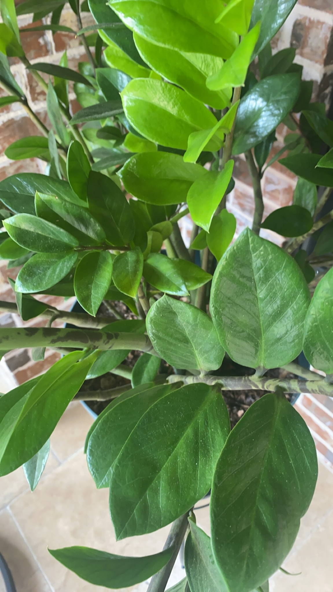 Foto van ZZ-plant