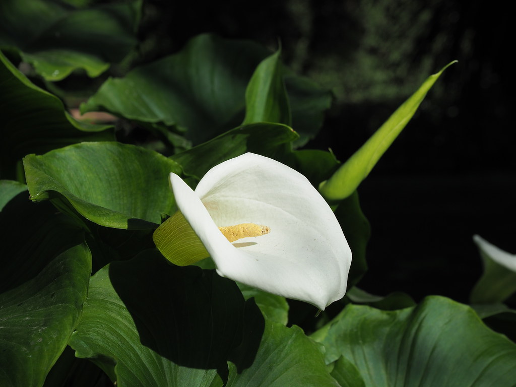 Foto van Witte aronskelk