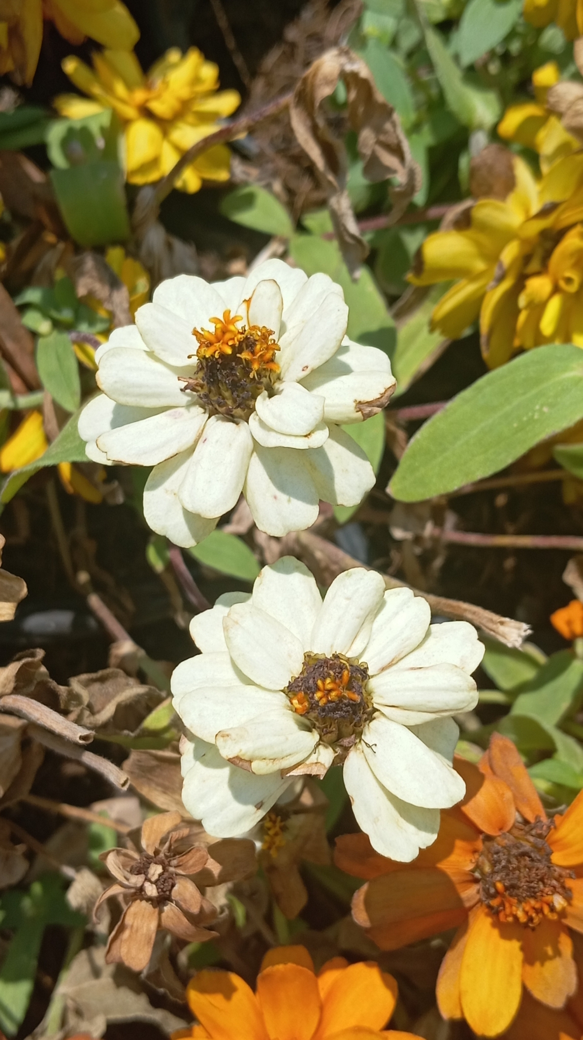 Foto van Harige zinnia