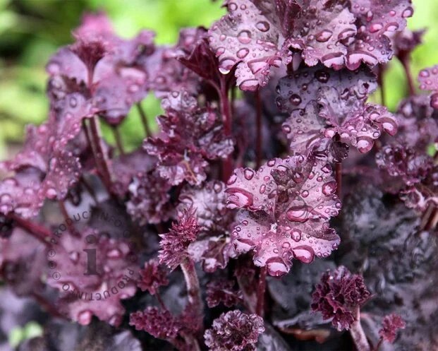 Foto van Purperklokje ‘Obsidian’