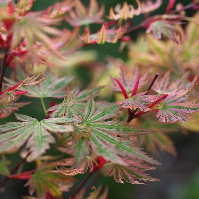 Foto van Japanse esdoorn ‘Higasa Yama’