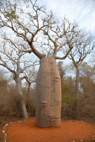 Foto van Fony-baobab