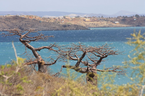 Foto van Suarez-baobab
