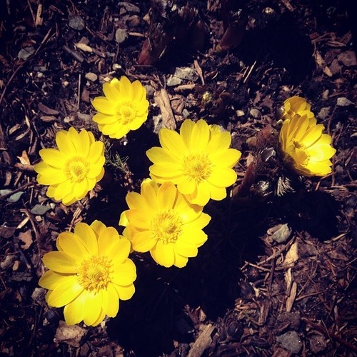 Foto van Amoer-adonis