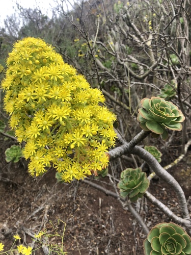 Foto van Aeonium