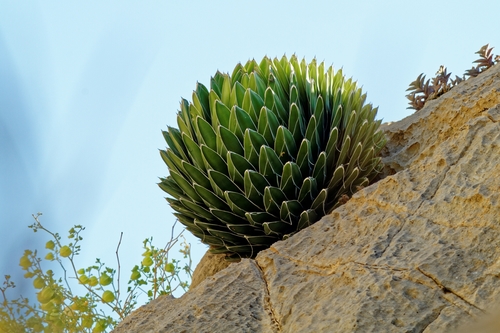 Foto van Koninginne-agave