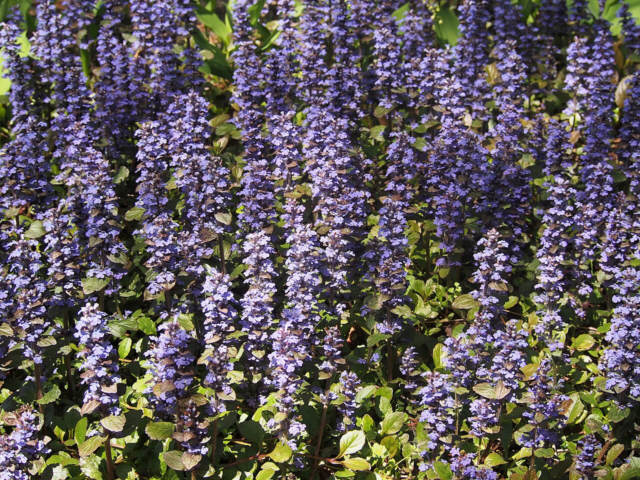 Foto van Purperzenegroen ‘Atropurpurea’