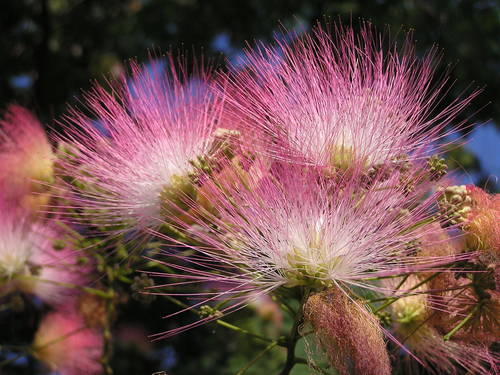Foto van Perzische slaapboom